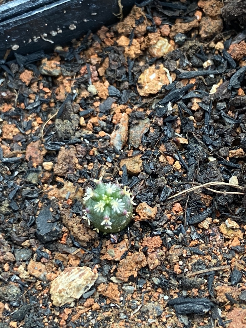 鹿角柱短豪刺青花虾 有香味易开花实生仙人掌多肉仙人球小苗种子