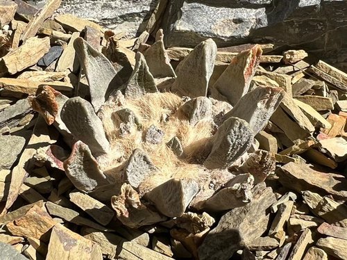 龙角牡丹实生仙人球籽播小苗种子 姬牡丹勃氏哥斯拉辛顿黑牡丹