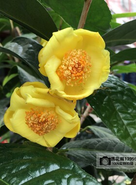正品名贵金花茶树苗防城凹脉四季原生嫁接茶花黄色花室内绿植花卉