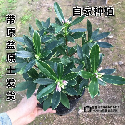 金边瑞香阳台冬季观花植物包邮