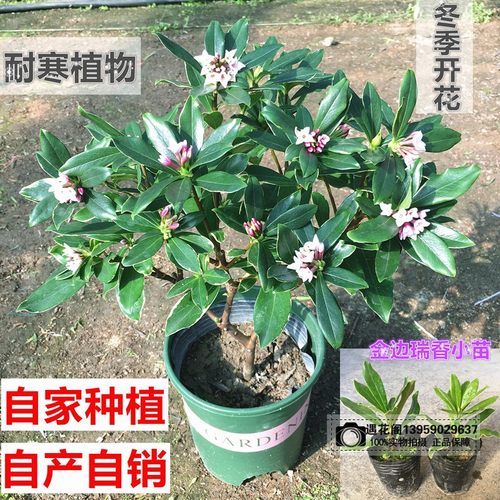 金边瑞香老桩耐寒净化空气大苗