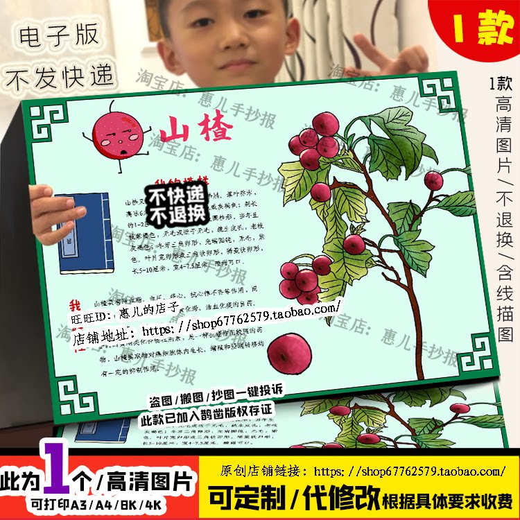 本草纲目山楂植物名片手抄报认识中药植物观察日记录电子版小报