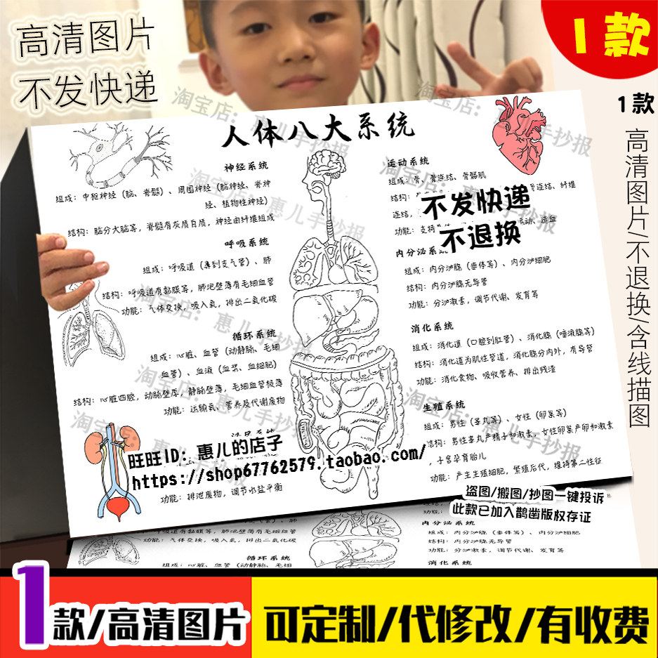 人体八大系统手抄报消化呼吸循环运动神经系统初中生物电子小报
