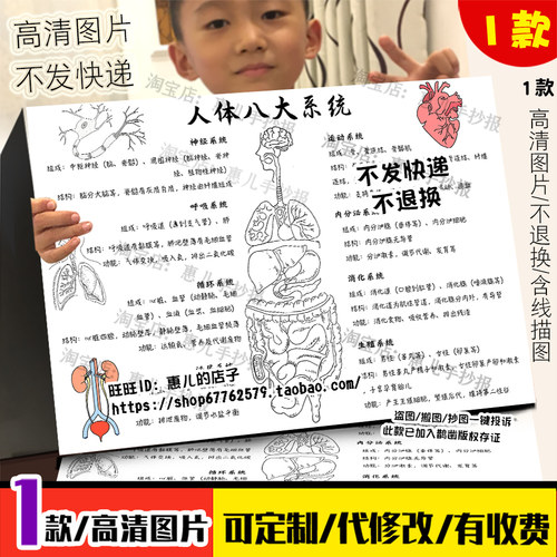 人体八大系统手抄报消化呼吸循环运动神经系统初中生物电子小报