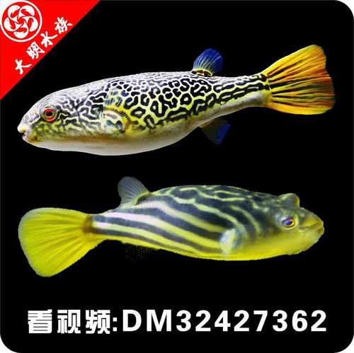 凶猛鱼斑马狗头观赏鱼河豚淡水