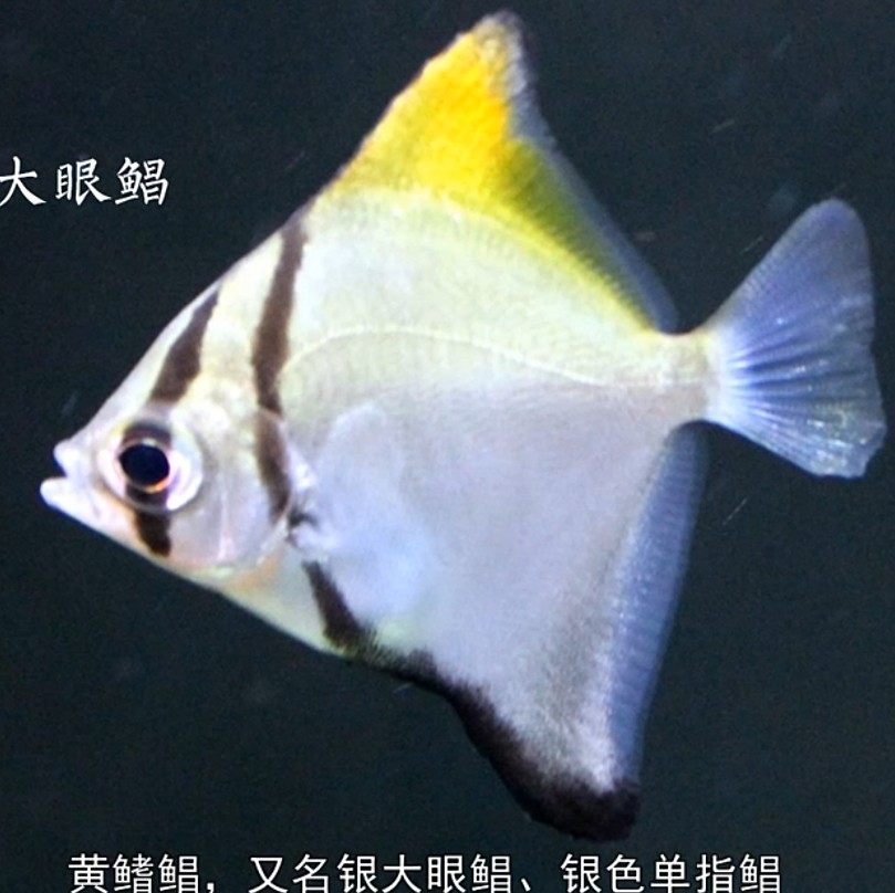 黄鳍鲳 黄旗昌鱼 斯里兰卡黄旗鲳鱼 蝙蝠鲳 单指鲳活体 观赏鱼