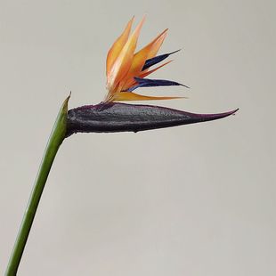 仿真鹤望兰 天堂鸟 花艺插花婚庆道具拍摄道具落地花卉异形花材