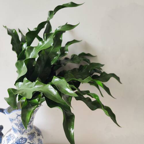 高级手感仿真鸟巢叶盆栽室内家居植物天堂鸟假绿植仿真花假花配材