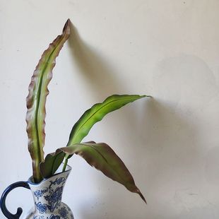 仿真花PU剑叶龙舌兰春雨叶天堂鸟叶小鸟叶千年芋叶花艺叶材