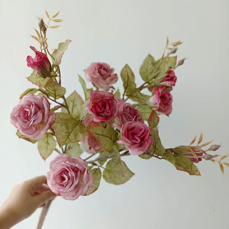 靓靓玫瑰手捧中国蔷薇枝烟脂娟1