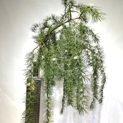 仿真大枝松针圣诞装饰仿真树枝批发软装造景仿真绿植松枝软装搭配