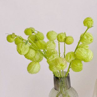 置美陈花艺 仿真唐棉 高级造景装 河豚果 现代插花常用 5头唐棉果