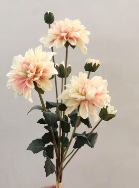 重瓣盛开单头大丽花大理菊