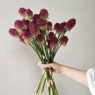 超级好配花小葱花仿真花绣球花仿真葱球花仿真葱花蒲公英摆设花艺