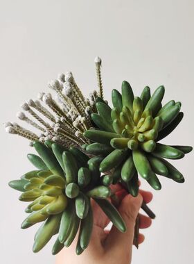 仿真多肉植物软胶仙人颗微景观diy多肉组合桌面绿植装饰盆栽花卉