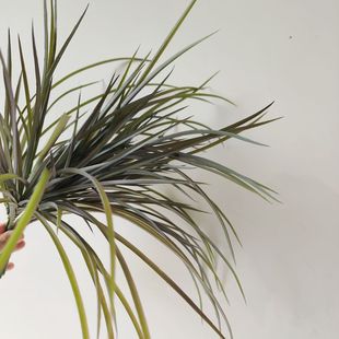 仿真兰花草洋葱草家居装饰蝴蝶兰叶子剑兰草仿真跳舞兰草剑兰叶