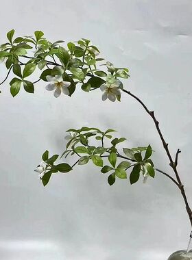 仿真花绿色手感栀子叶栀子花假花树叶树盆栽树枝树叶子软装树枝