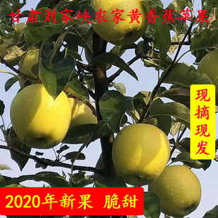 甘肃刘家峡黄香蕉苹果黄元帅黄金帅十斤包邮果园直发应季有机水果