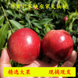 甘肃农家油桃现摘现发
