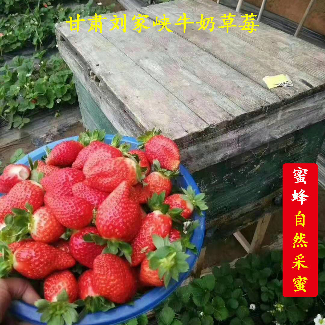 甘肃刘家峡红颜奶油巧克力甜草莓新鲜当季孕妇水果现摘带箱4斤