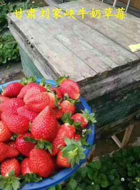 甘肃刘家峡红颜奶油巧克力甜草莓新鲜当季孕妇水果现摘带箱4斤