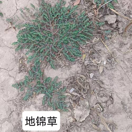 地锦草晒干血见愁红丝草奶浆草草血竭奶汁草铺地锦铺地红卧蛋草