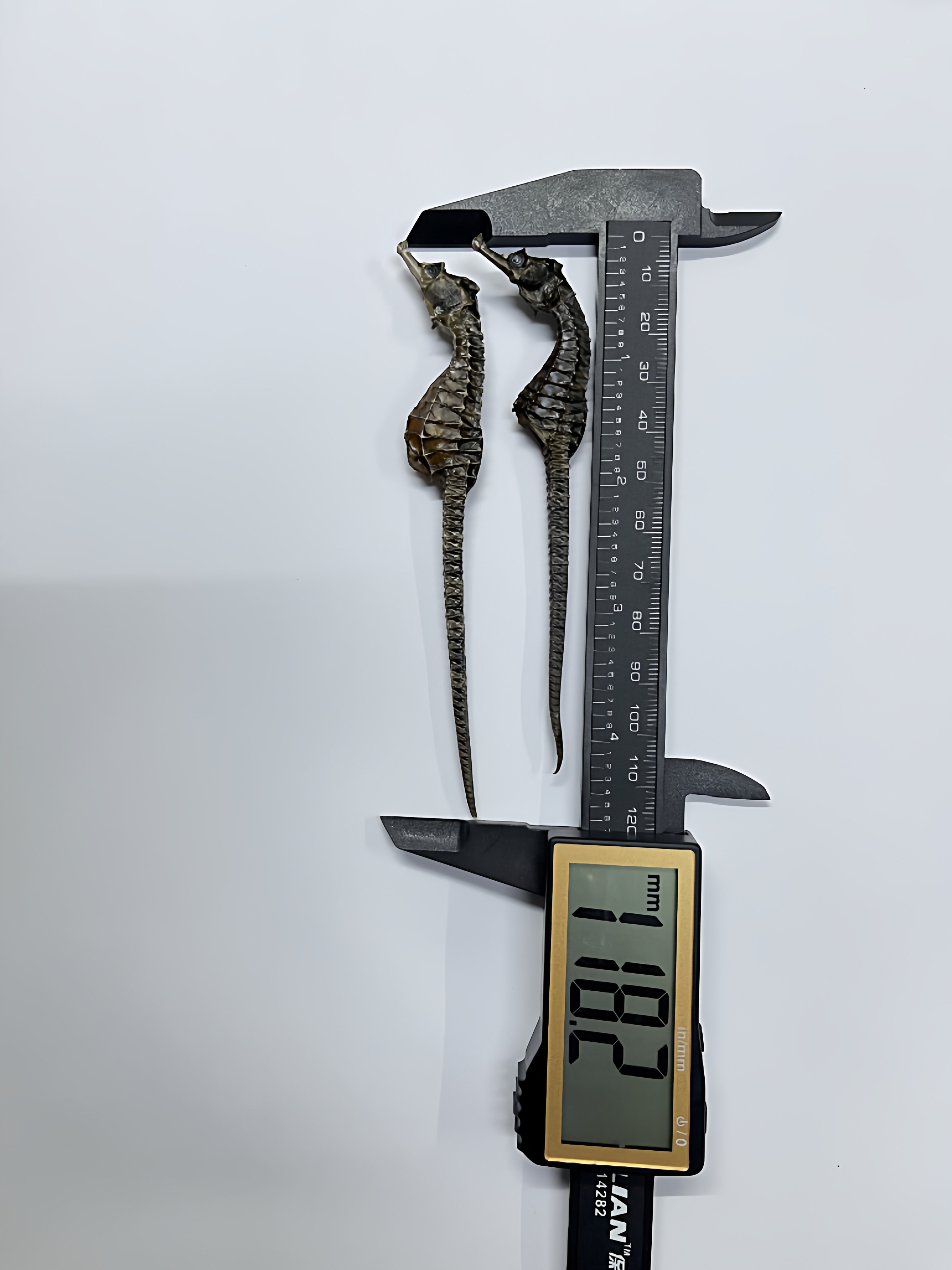 溯源海马干货中药材配对泡酒煲汤料包小海马批发一公一母配对cn