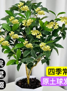 阳台庭院可食用桂花树苗盆栽室内