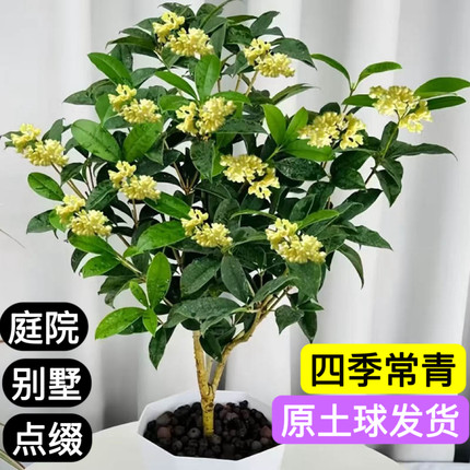 桂花树苗盆栽可食用绿叶开花不断室内阳台庭院浓香型花卉植香飘飘
