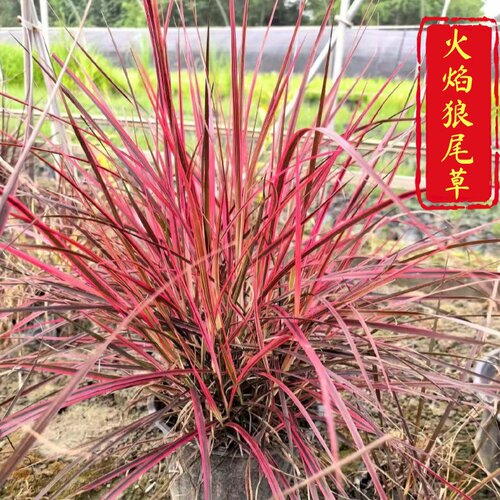 火焰狼尾草红叶花境造景观赏草