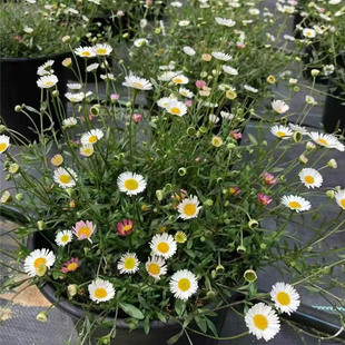 墨西哥飞蓬草花苗菊科多年生耐寒耐热宿根植物花镜垂吊型花卉盆栽