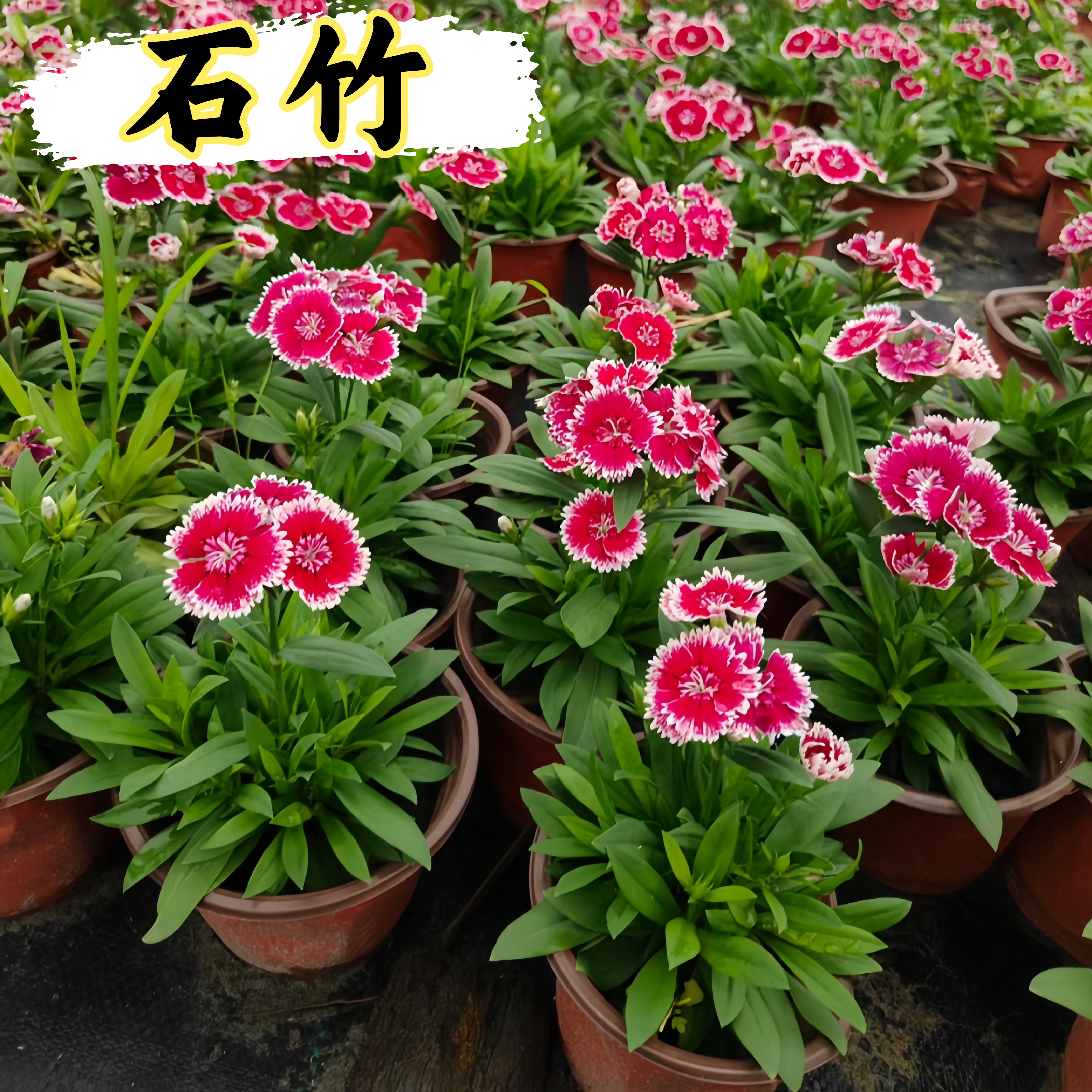 石竹花苗花边石竹带花苞高杆室外花苗易活耐寒植物别墅庭院花期长