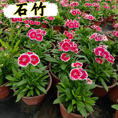 石竹花苗花边石竹带花苞高杆好活