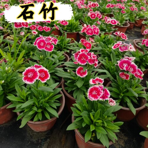 石竹花苗花边石竹带花苞高杆好活