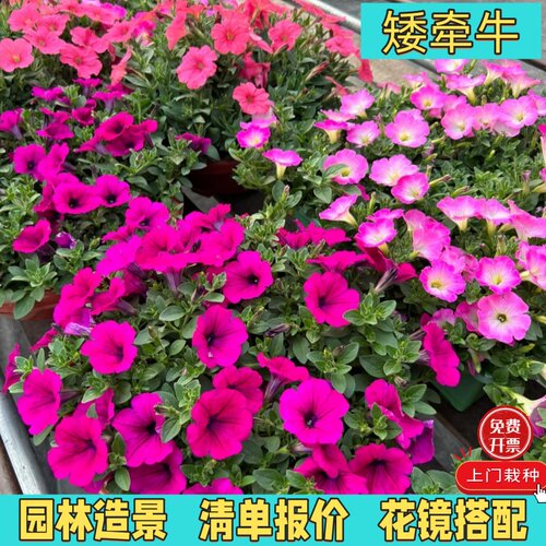 矮牵牛花苗春秋开花垂吊好看好养