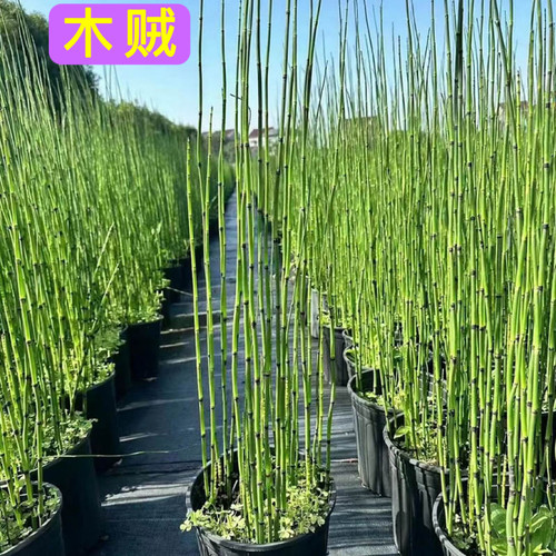 木贼常青耐寒喜光笔管草笔头水草