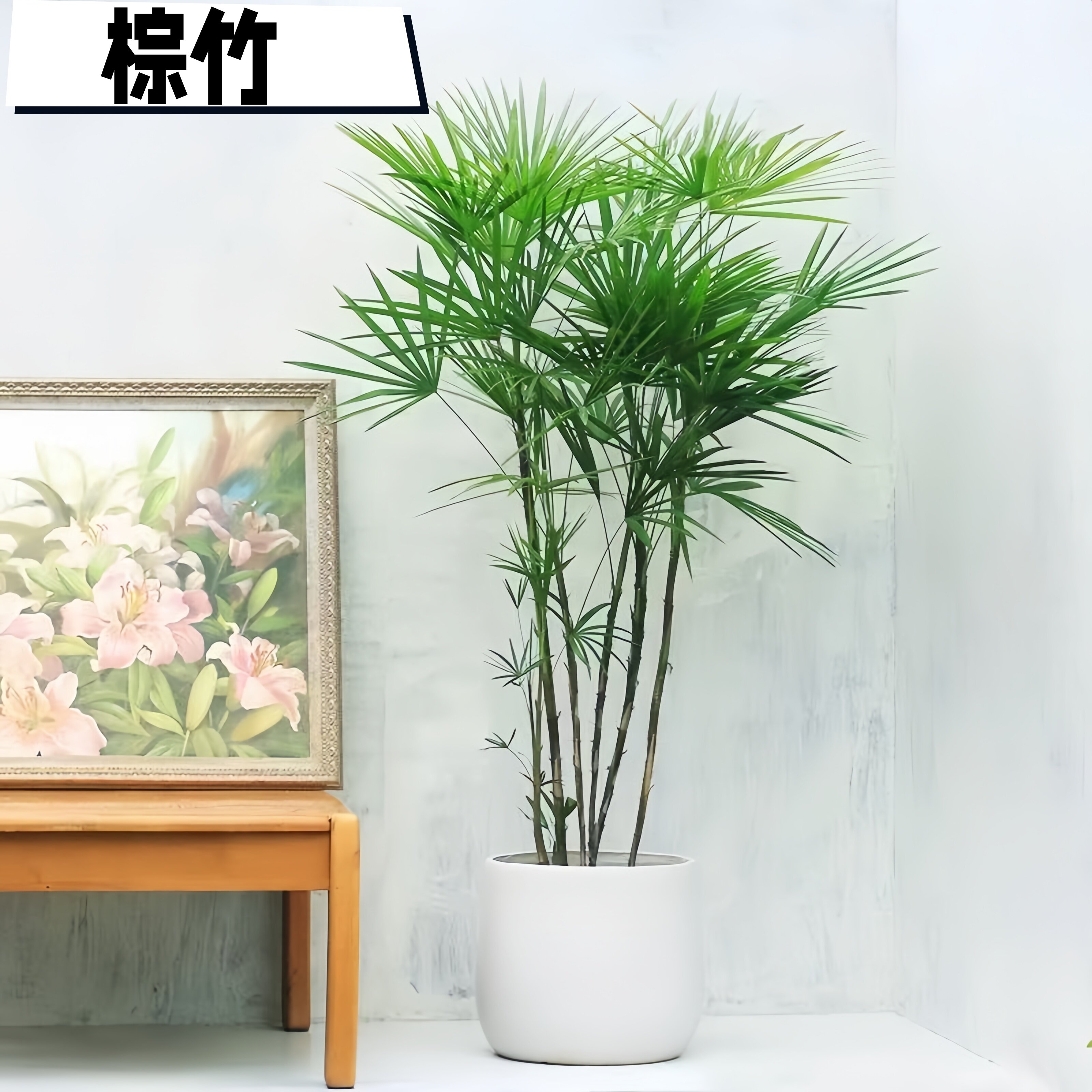 金山大叶棕成都基地直发观叶植物