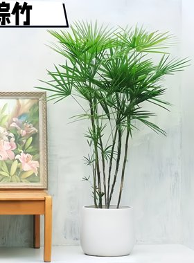 金山棕竹盆栽招财树室内绿植大叶棕棕榈树常青庭院绿篱易繁殖