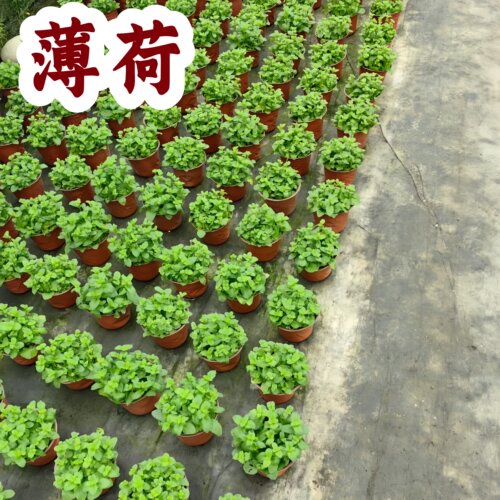 薄荷盆栽好养易活室内外绿植物