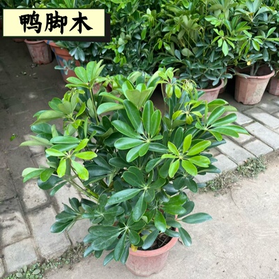 鸭脚木易活成都基地批发零售盆栽