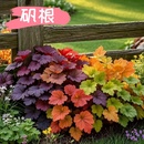 矾根盆栽花卉植物室内花苗常青观叶耐寒绿植庭院地被绿化宿根地被