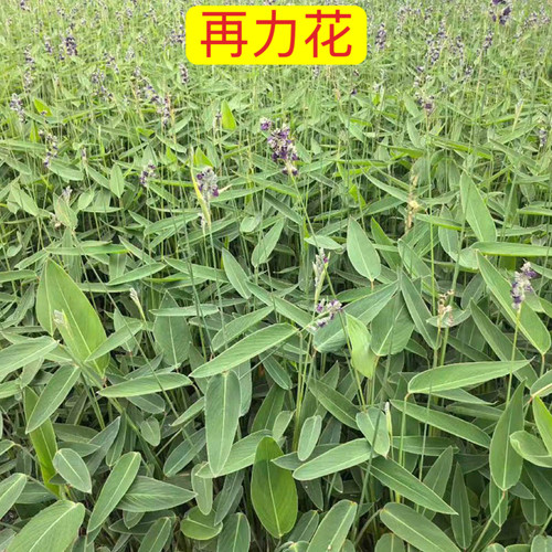 再力花盆栽绿植庭院水生植物