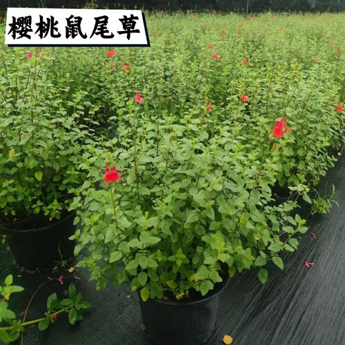 庭院林荫蓝花鼠尾草多年生盆栽