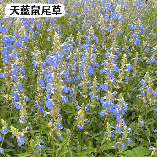 天蓝鼠尾草不可食用墨西哥鼠尾草香草盆栽芳香干花观赏樱桃鼠尾草