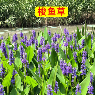 梭鱼草盆栽海寿花苗水生植物人工湿地造景净化水质水培花卉多年生