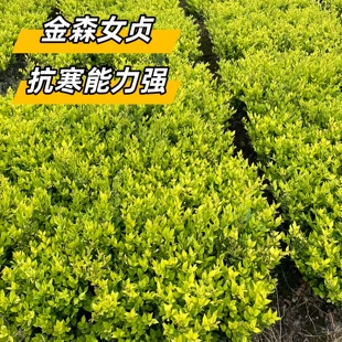金森女贞树苗四季常青庭院绿化苗木路边耐阴篱笆植物带土工程杯苗