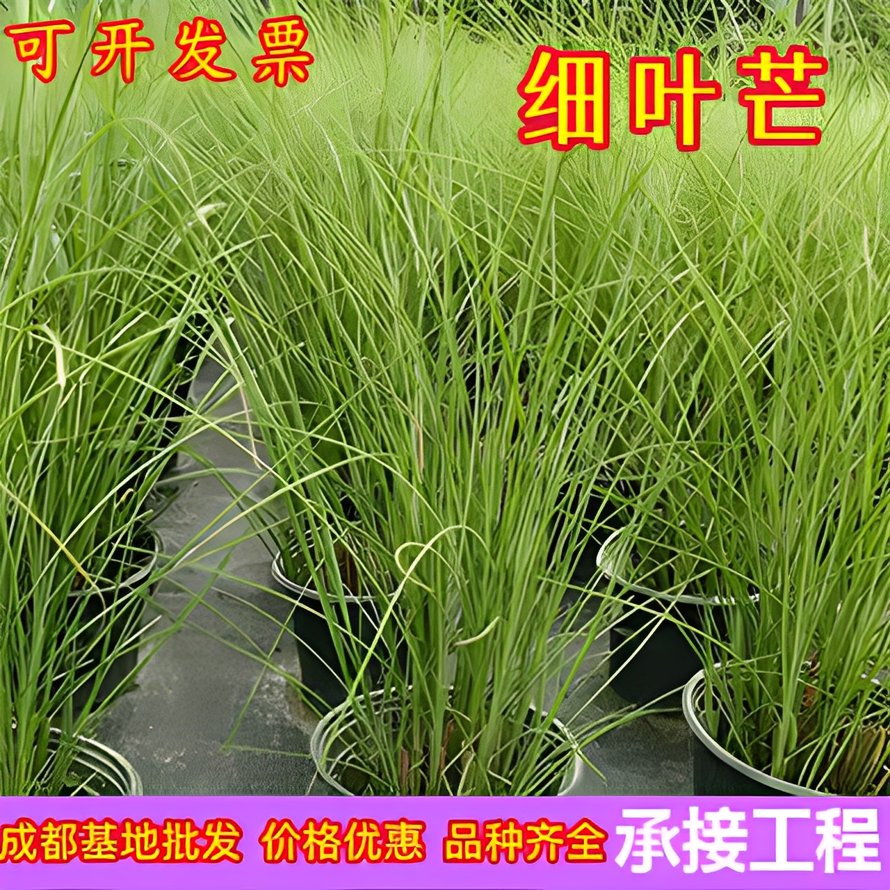 花园观赏草细叶芒盆栽