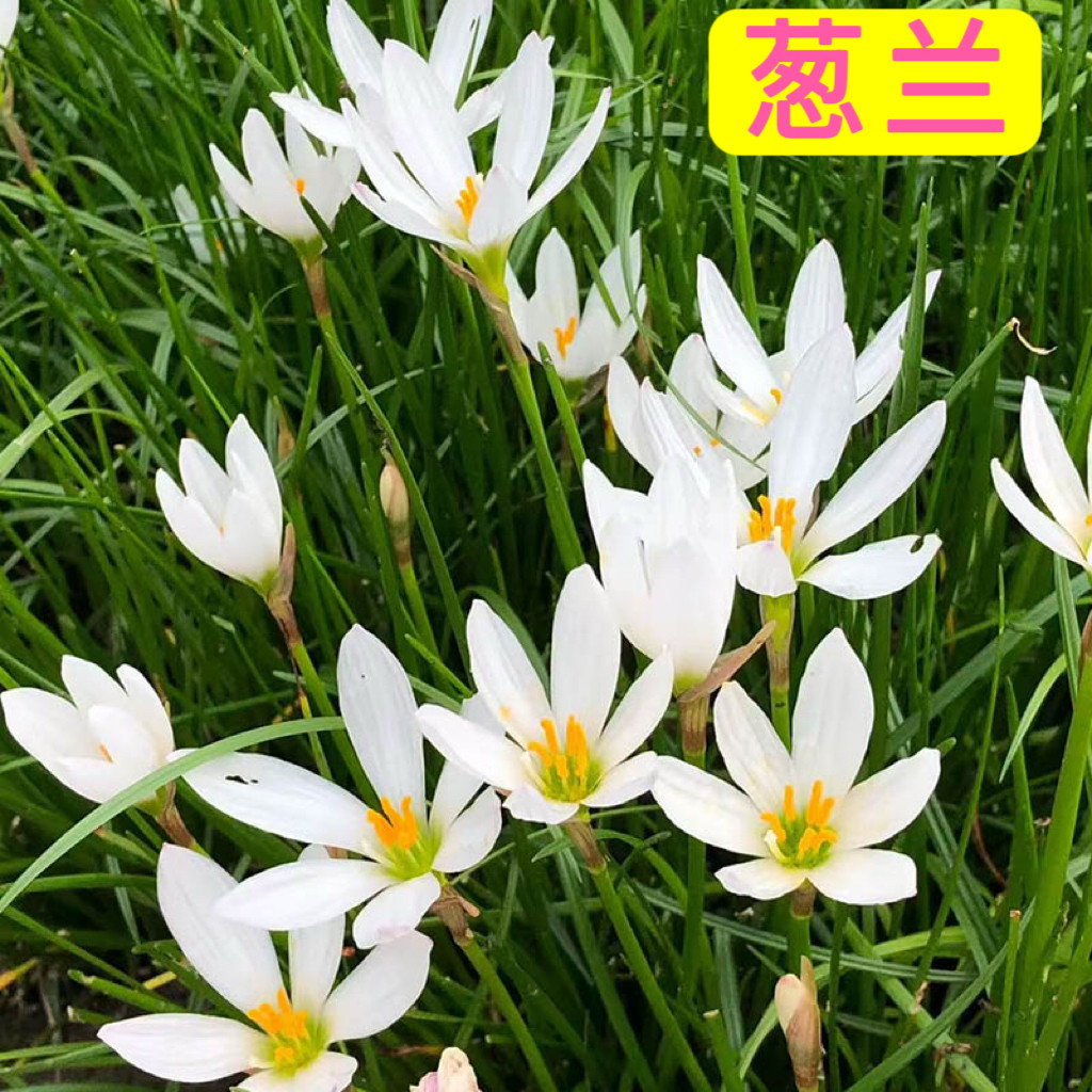 葱兰韭兰风雨兰花卉葱兰花苗易开花盆栽花卉庭院阳台观花苗绿植物