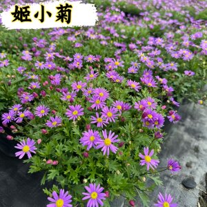 姬小菊盆栽带花苞玛格丽特花苗