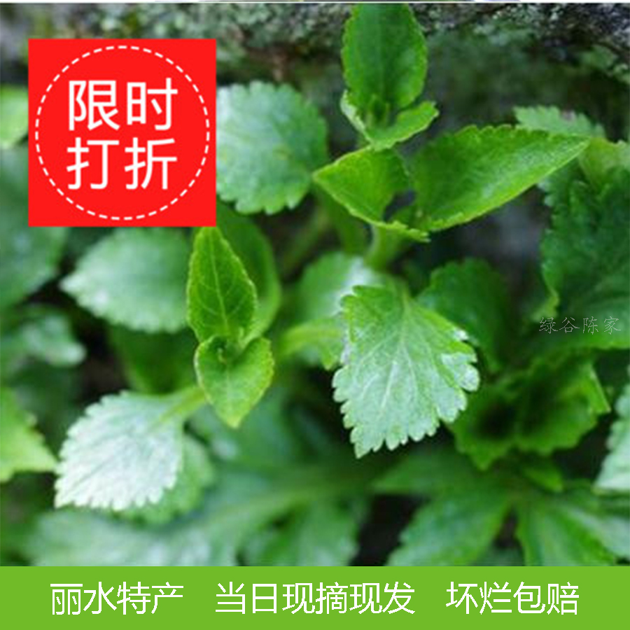 苦菜新鲜苦叶菜浙江丽水败酱草食用野生苦野菜苦斋婆当日现摘现发 水产肉类/新鲜蔬果/熟食 其它 原图主图